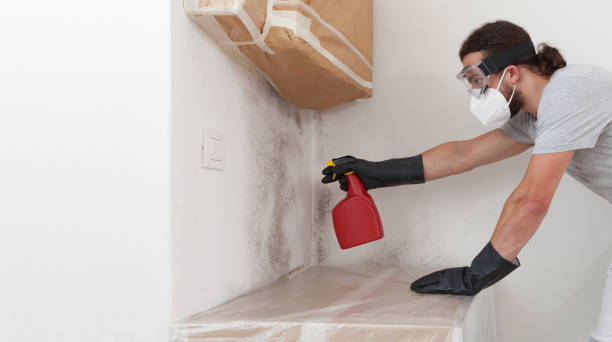 Professional Basement Mold Remediation technician working in Monrovia, MD