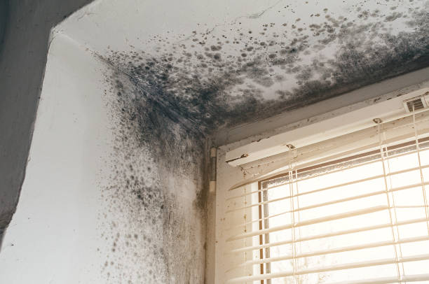 Affordable Basement Mold Remediation solutions in Monrovia, MD