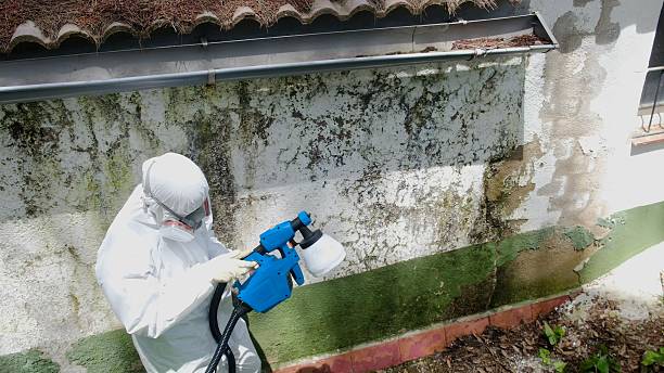 Top rated local Basement Mold Remediation specialists in Monrovia, MD